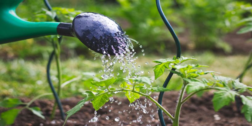 Drought-Resistant Gardening