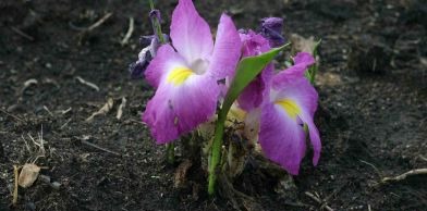 African Ginger Plant