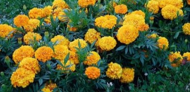 African Marigold Flowers