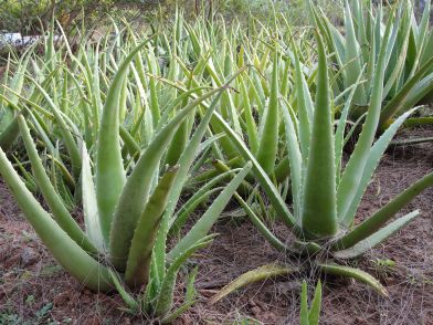 Aloe Vera Plant