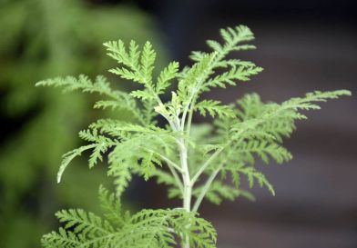 Artemisia Plant