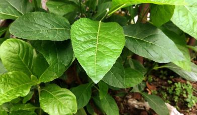 Bitter Leaf Plant