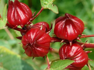 Hibiscus Flowers