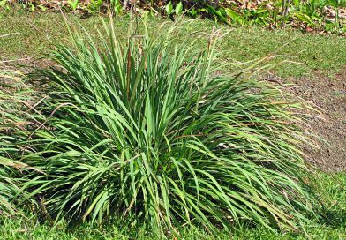 Lemongrass Plant